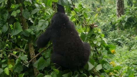 A-close-up-4K-gimbal-shot-of-an-endangered-young-mountain-gorilla,-living-among-their-natural-jungle-habitat,-Bwindi-Impenetrable-Forest-National-Park-of-Uganda,-Africa