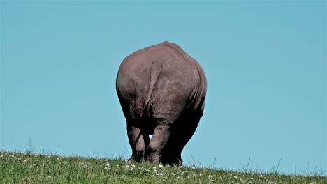 Rhinoceros-on-a-green-field-with-a-blue-sky-as-seen-from-behind-with-it's-tail-visible