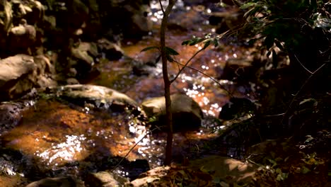 A-serene-stream-of-water-flows-into-the-distance-as-we-watch-the-plants-and-rocks-all-dance-around-to-create-a-calm-shot-and-atmosphere
