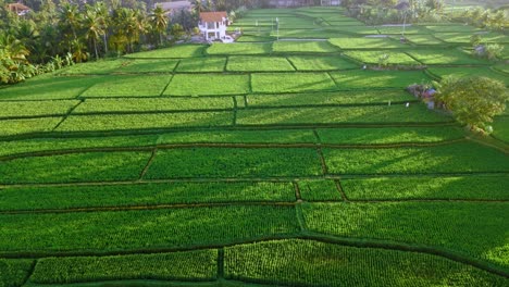 A-top-down-aerial-view-of-the-beautiful-green-rice-fields-and-palm-trees-shot-at-sunrise-by-a-drone-in-Bali,-Indonesia