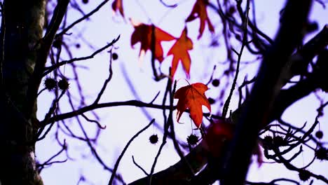 Mitten-Im-Herbst-Steht-Ein-Mit-Goldbraunen-Blättern-Geschmückter-Bergahornbaum-Kurz-Vor-Seinem-Anmutigen-Abstieg-Und-Wiegt-Sich-Sanft,-Während-Der-Wind-Seine-Zarten-Formen-Streichelt