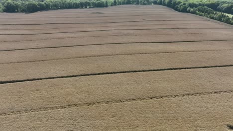 Huge-golden-EU-grain-fields---Descending-forward-moving-aerial-from-panoramic-view-to-closeup---60-fps