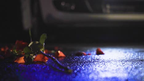 A-slow-close-up-shot-of-a-broken-rose-lying-on-the-wet-ground,-with-the-red-and-blue-lights-of-a-police-car-reflecting-on-the-ground
