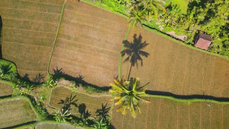 Una-Vista-En-Perspectiva-Aérea-De-Arriba-Hacia-Abajo-De-Los-Hermosos-Campos-De-Arroz-En-Bali-Filmada-Por-Un-Dron