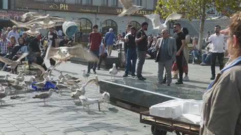 Onlookers-watch-frenzy-pigeons-feed-on-fish-scraps-left-in-market-square-slow-mo