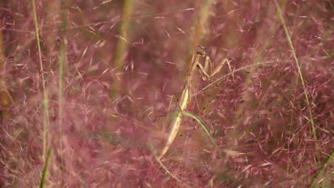 Praying-Mantis-in-Brown-Red-Camouflage-Hunting-Perched-in-Muhlenbergia-Capillaris-or-Flowering-Pink-Muhly-Grass---Turn-Head