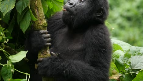 Eine-Nahaufnahme-In-Zeitlupe-Mit-Kardanischer-Aufhängung-Eines-Gefährdeten-Jungen-Berggorillas,-Der-In-Seinem-Natürlichen-Dschungellebensraum-Lebt,-Dem-Bwindi-Impenetrable-Forest-Nationalpark-In-Uganda,-Afrika