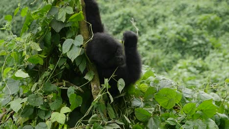 A-close-up,-slow-motion-gimbal-shot-of-an-endangered-young-mountain-gorilla,-living-among-their-natural-jungle-habitat,-Bwindi-Impenetrable-Forest-National-Park-of-Uganda,-Africa