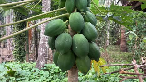 Tiro-De-Cardán-De-Papayas-Verdes-En-El-árbol