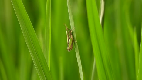 Grasshopper---relaxing---green-grass-