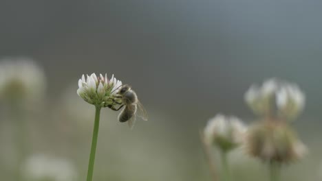 Amazing-macro-video-of-a-bee-searching-for-pollen-on-a-clover-flower,-captured-in-stunning-4K-quality-for-incredible-details