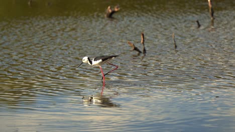 Elegant-pied-stilt,-himantopus-leucocephalus-walking-on-the-water-in-its-natural-habitat,-foraging-for-small-invertebrates-in-the-shallow-waters-of-the-saltmarshes-at-Boondall-Wetlands-Reserve