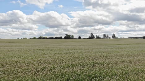 Buckwheat-field