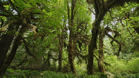 Moosbedeckte-Bäume-Im-Regenwald-Im-Olympic-National-Park,-Washington,-USA