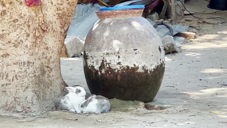 Conejos-Sentados-Cerca-De-Una-Vasija-De-Barro-En-El-Norte-De-Nigeria