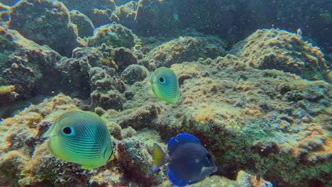 The-four-eye-butterflyfish-is-a-tropical-reef-fish-common-to-the-Caribbean
