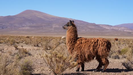 Curious-llamas-roaming-the-mountains-of-Salta,-Argentina
