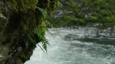 Fern-plant-in-a-flowing-river-in-the-pacific-northwest
