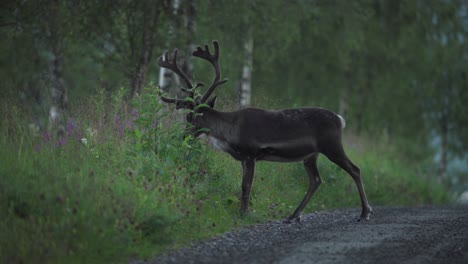 Finnish-Forest-Reindeer-Wandering-Near-Pathways-In-The-Park