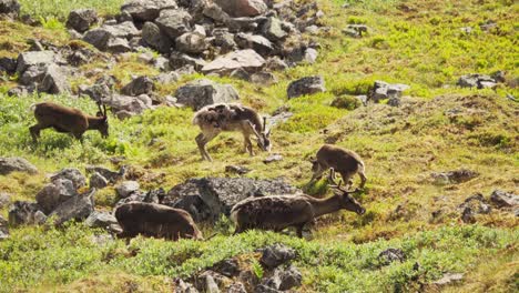 Ciervos-Mordisqueando-En-La-Exuberante-Vegetación-Del-Sendero-Lonketind-En-La-Isla-Senja,-Norte-De-Noruega---Toma-Estática