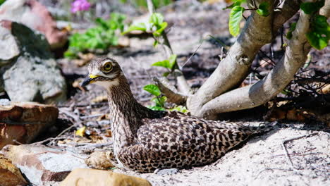 Profile-shot-of-territorial-spotted-thick-knee-bird-sitting-on-her-nest