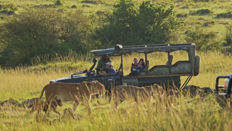 Slow-Motion-Shot-of-4x4-Safari-tour-of-African-Wildlife-lions-in-Maasai-Mara-National-Reserve,-Kenya,-Adventure-tourism-jeep-travelling-in-Masai-Mara-North-Conservancy