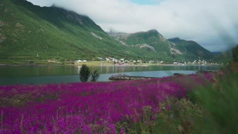 A-Scene-Featuring-Flowers,-Foliage,-and-Water-in-Medby,-Senja,-Norway---Wide-Shot