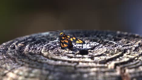 Wasp-moth,-amata-annulata-spotted-in-the-wild,-resting-on-tree-stump-during-the-day,-handheld-motion-close-up-shot