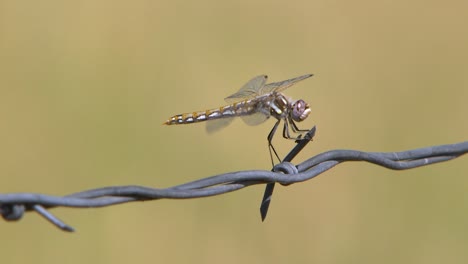 Idaho-Libelle-Auf-Einem-Zaun