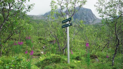 Ein-Wunderschönes-Panorama-Aus-Blühenden-Blüten-Und-üppigem-Laub-In-Kvænan,-Norwegen-–-Weitwinkelaufnahme