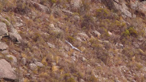 Magnificent-Black-Chested-Buzzard-Eagle-banking-and-circling-inside-the-canyon-surveying-the-bottom