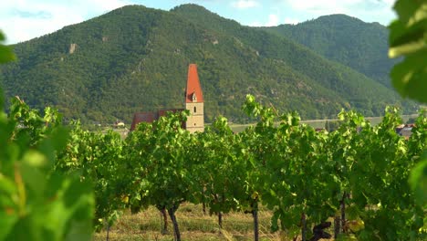 Church-old-town-of-Weisskirchen,-in-the-Wachau-region-of-Austria-visible-through-Vineyard