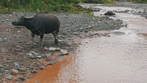 Domestic-buffalo-roaming-near-a-water-stream