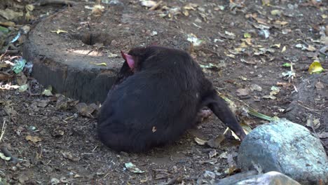 Wild-Tasmanian-devil-spotted-preening-and-cleaning-its-fur,-close-up-shot-of-Australian-native-protected-wildlife-species