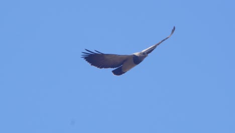 Closeup-view-of-a-Black-Chested-Buzzard-Eagle-as-it-soars-in-the-blue-sky-above