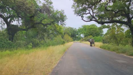 Afrikanischer-Elefant-überquert-Die-Straße-Im-Krüger-Nationalpark,-Südafrika