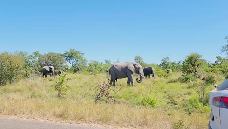 Tourists-In-Car-Filming-Herd-Of-African-Bush-Elephants-Grazing-On-Grassland