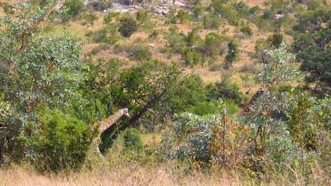 Giraffes-walking-through-trees,-Kruger-National-Park,-South-Africa