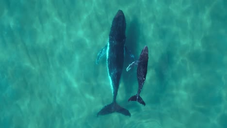 Mutter-Und-Kalb-Eines-Buckelwals-Schwimmen-Zusammen,-Ein-Walbaby-Spritzt-Wasser-Aus-Dem-Blasloch