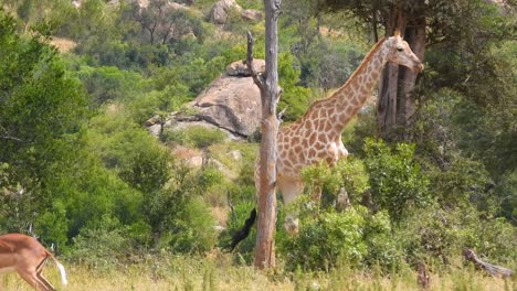 Giraffes-walking-through-trees-at-Kruger-National-Park,-South-Africa