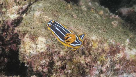 Magnificent-Nudibranch-,-superb-patterns-and-colour-markings