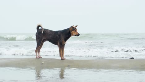 Streunende-Hunde-Auf-Sandbank-Am-Meeresstrand-In-Bangladesch