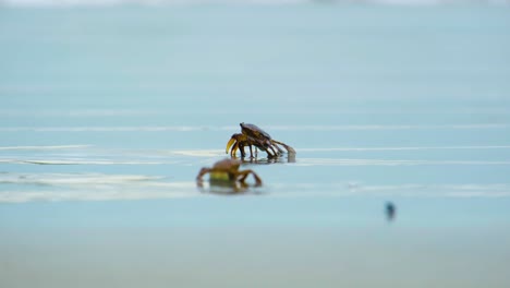 Crabs-Crawling-On-The-Shore-Of-Kuakata-Sea-Beach-In-Bangladesh,-South-Asia