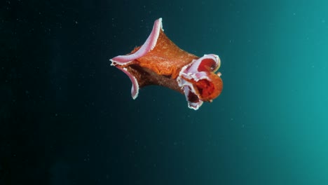 Vertikales-Video-„Spanish-Dancer-Sea-Slug“-Verzaubert-Meeresliebhaber-Mit-Seinen-Lebendigen-Farben-Und-Bewegungen-Unter-Wasser