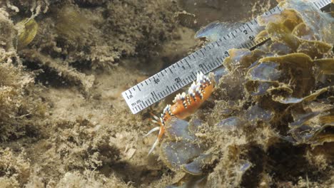 A-citizen-scientist-uses-a-ruler-to-measure-a-vibrant-sea-slug-on-a-night-scuba-dive-for-marine-research