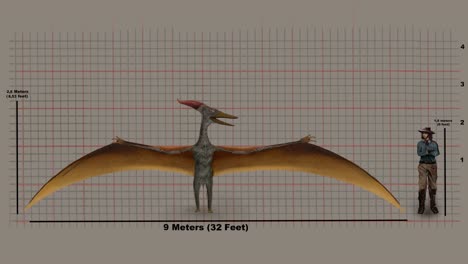 Größe-Und-Flügelspannweite-Des-Flugsauriers-Auf-Der-Messlatte