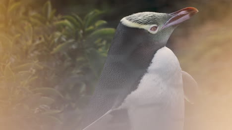 Adorable-Pingüino-De-Ojos-Amarillos-Al-Atardecer-En-Katiki-Point,-Nueva-Zelanda