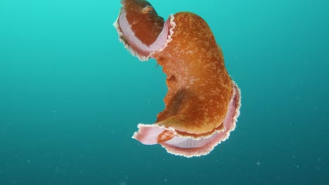 Die-Spanische-Meeresschnecke-Besticht-Und-Verzaubert-Meeresliebhaber-Mit-Ihren-Lebendigen-Farben-Und-Bewegungen-Unter-Wasser