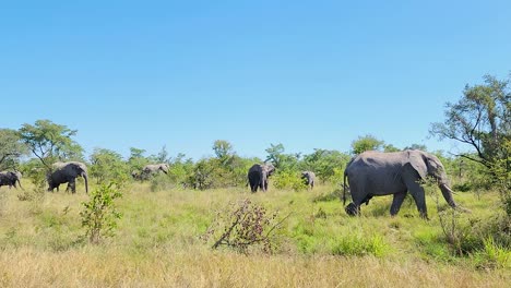 Un-Grupo-De-Elefantes-Africanos-De-Monte-Sobre-La-Soleada-Sabana-En-El-Parque-Nacional-Kruger,-Sudáfrica