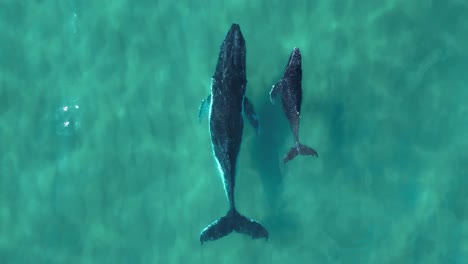 Mother-and-baby-whale-swim-together-in-clear-blue-ocean-water